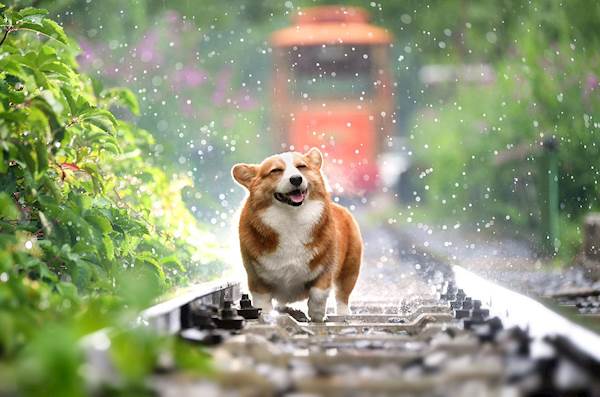 10 Tips for Managing Your Dog’s Routine During Rainy Season