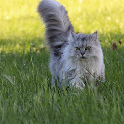 Image for Atrial Septal Defect in Cats: A Quick Guide