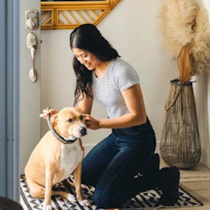 Flea Collars For Your Dog