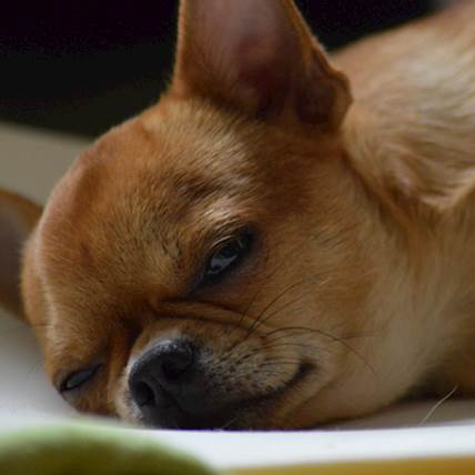 Pelger-Huet Anomaly in Dogs: Causes, Symptoms, and Treatment