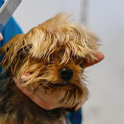Image for Top 10 Most Common Dog Health Problems and Their Medications