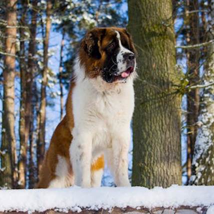 How Can You Help Your Saint Bernard Lose Weight?