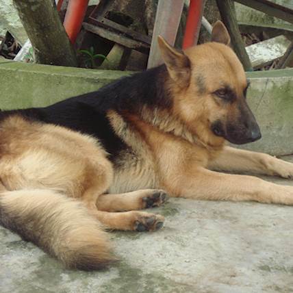 Irritable Bowel Syndrome in Dogs: A Detailed Guide
