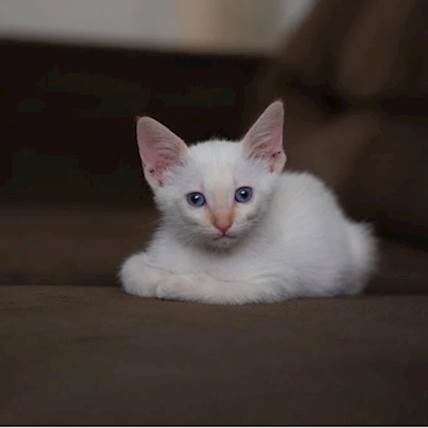 How To Kitten-Proof Your House