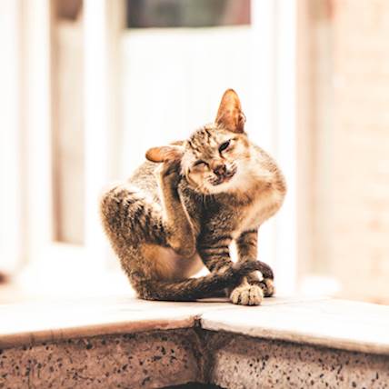 Skin Cancer in Cats: Symptoms, Treatment, and Prevention