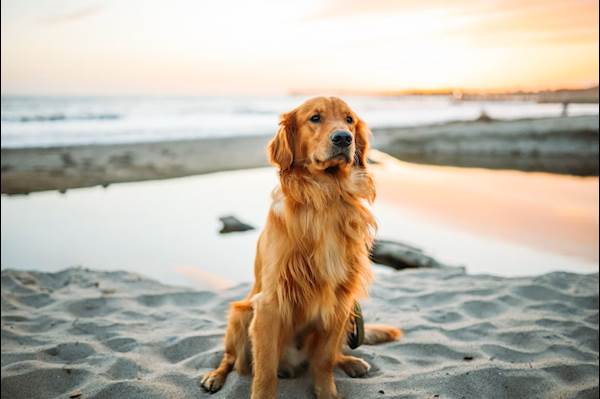 What to Expect When You Get a Golden Retriever as a Pet