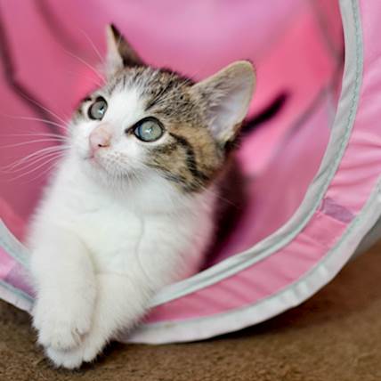 Image for Zinc Poisoning in Cats: Symptoms, Diagnosis, and Treatment
