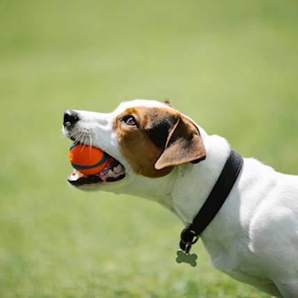 Key Pet Care Industry Trends of 2022-25 That You Must Be Aware of as Pet Parents