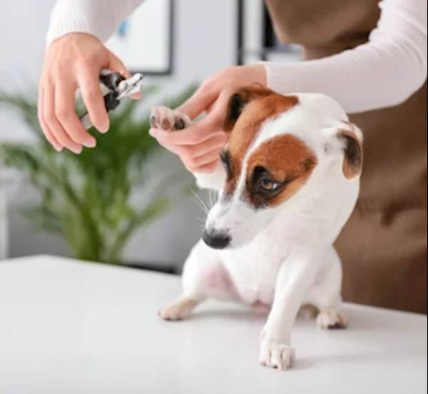 How To Trim Your Dog's Nails 