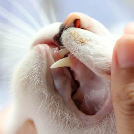 Image for Everything You Need to Know About Caring for Your Cat’s Teeth