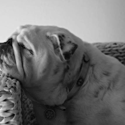 Pneumothorax in Dogs: Causes, Symptoms, and Treatment