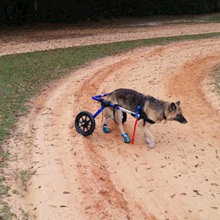 How to Care For a Special Needs Dog