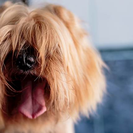 Throat Cancer (Chondrosarcoma) in Dogs: A Closer Look