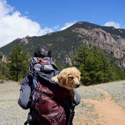 Puppy Deworming: How to Protect Your Pup When Traveling