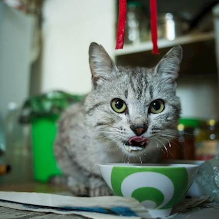 Avoid Doing These 4 Things When Feeding Your Kitten