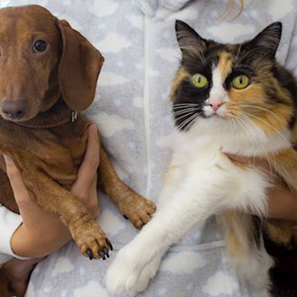 Pet Parasite Protection: The Importance of Consistent Deworming Practices
