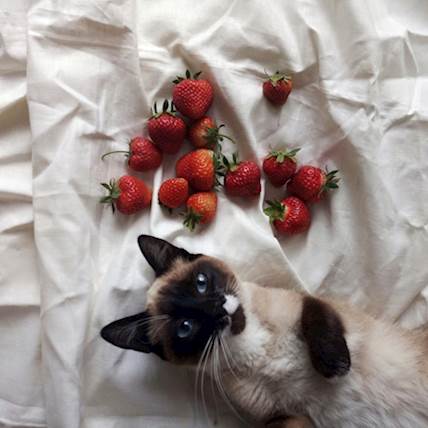 What Will Happen if Your Feline Friend Consumes Too Many Strawberries?