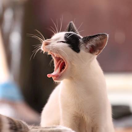 Image for Feline Blood Transfusion: When Is It Needed?