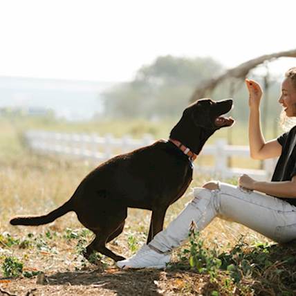 Best Practices to Maintain When Giving Your Dog Treats