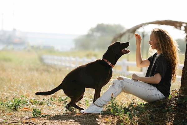 Best Practices to Maintain When Giving Your Dog Treats