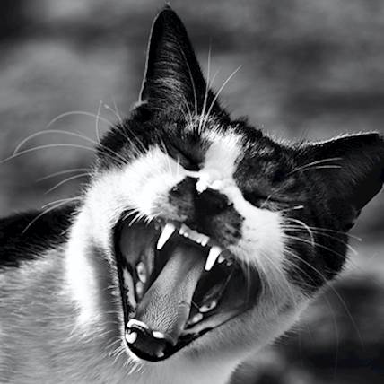 Tooth Resorption in Cats: Can It Be Reversed?