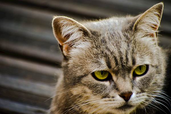 Hypocalcemia (Low Blood Calcium) in Cats