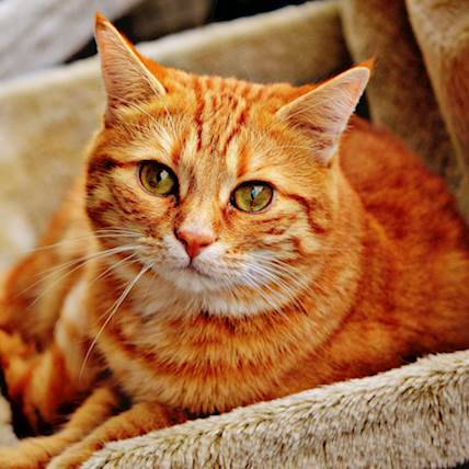 Patent Ductus Arteriosus in Cats