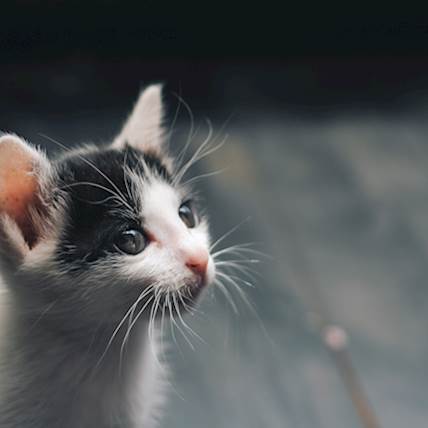 Malocclusion in Cats: Causes, Signs, and Treatment