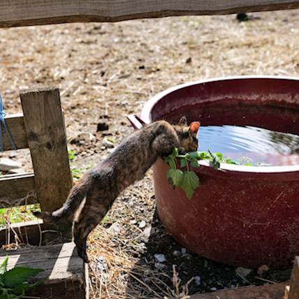 Summer Survival Guide: How to Keep Your Senior Cat Hydrated and Happy