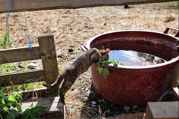 Summer Survival Guide: How to Keep Your Senior Cat Hydrated and Happy