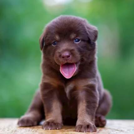 The Right Food For Your Puppy