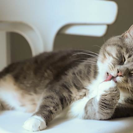 Hiatal Hernia in Cats: Causes, Symptoms, and Treatment