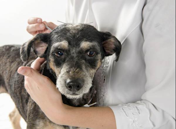 Acupuncture for Dogs: A Comprehensive Guide