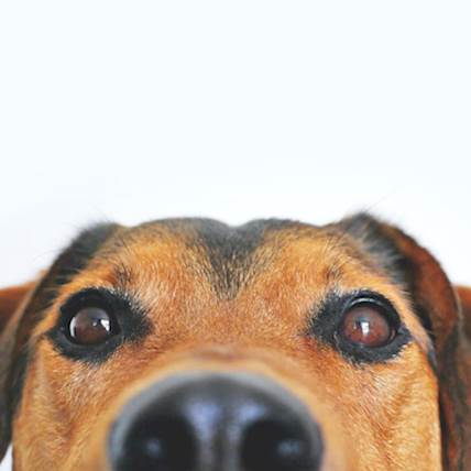 Norovirus Can Live On Pets