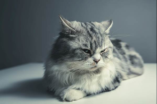 Cryptorchidism in Cats: Causes, Symptoms, and Treatment