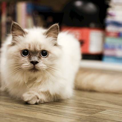 Image for Spina Bifida in Cats: Signs, Diagnosis, and Treatment