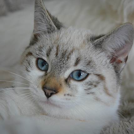 Feline Audiogenic Reflex Seizures