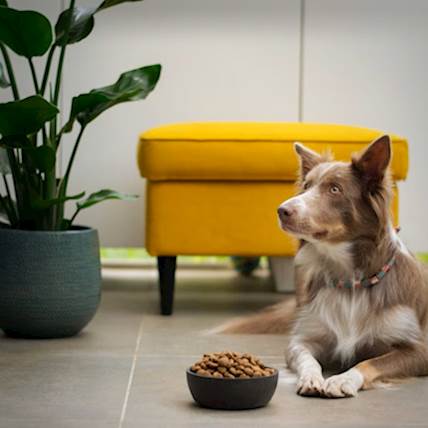 An Easy Approach to Planning Your Dog's Meals