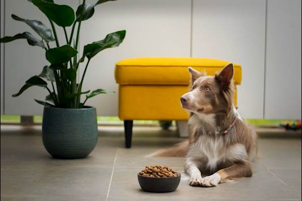 An Easy Approach to Planning Your Dog's Meals
