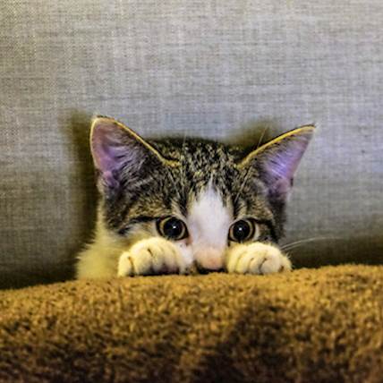 Changes to Make When Your Kitten Grows into an Adult Cat