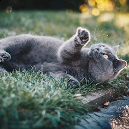 Can Cats Have OCD?