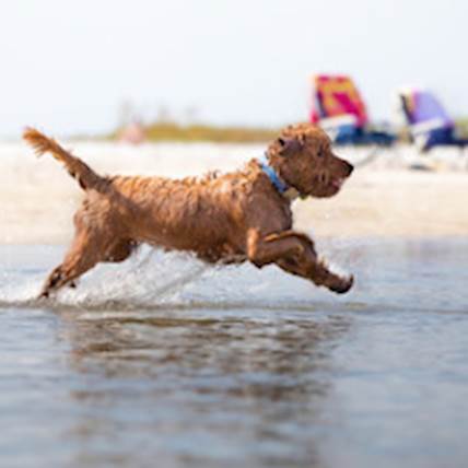 Image for How to Protect Your Pets from Fleas and Ticks during Florida's Peak Season