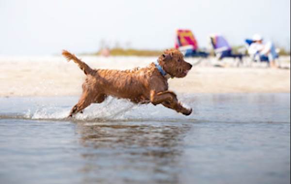 How to Protect Your Pets from Fleas and Ticks during Florida's Peak Season