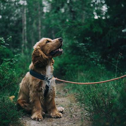 Why Is Vestibular Disease Common In Older Dogs?
