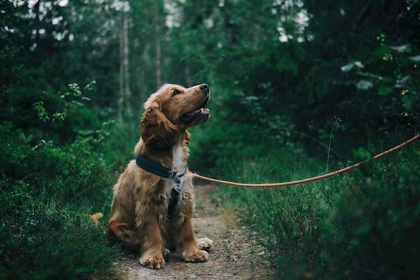 Why Is Vestibular Disease Common In Older Dogs?