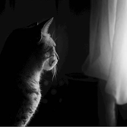 Image for Glycogen Storage Disease (Glycogenosis) in Cats