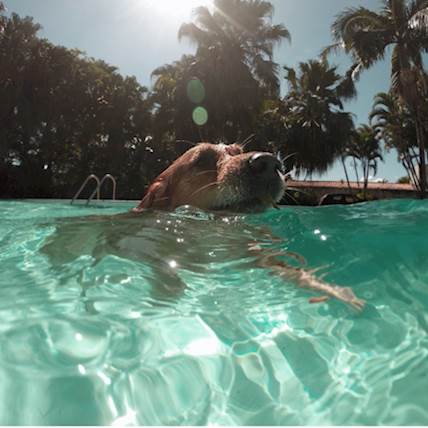 Image for Summer is Coming – Here’s how to Keep Your Dog Cool