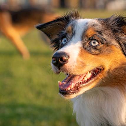 Occurance Of Sarcoptic Mange In Canines