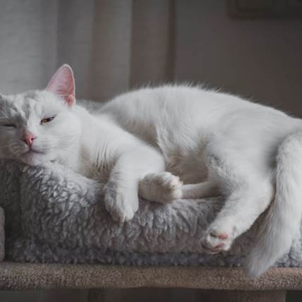 Tyzzer Disease in Cats: A Detailed Guide
