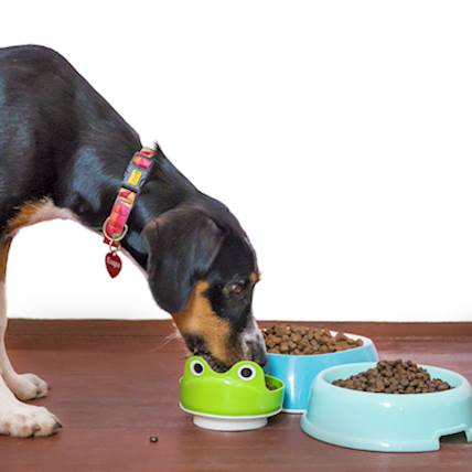 Food Bowl Aggression in Dogs: A Closer Look